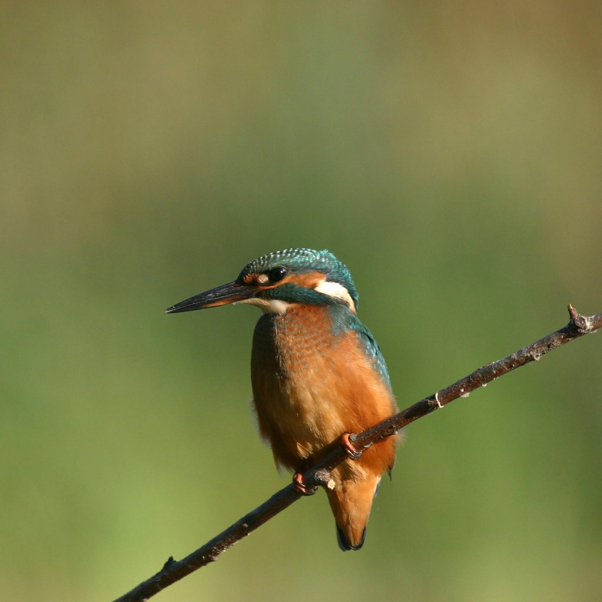 A kingfisher perched on a branch. At Mossy Earth, we focus on improving the state of the ecosystem rather than optimising carbon sequestration rates.