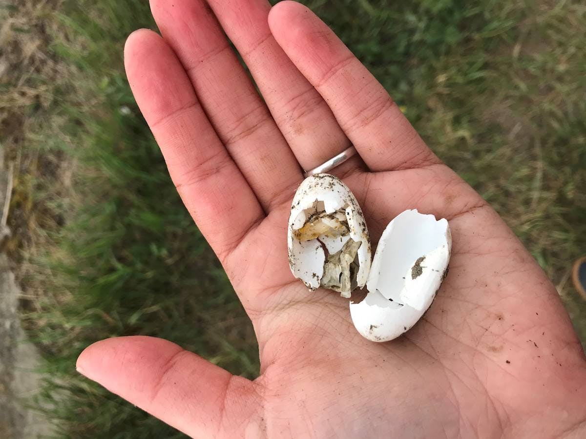 A hand holding a broken predated turtle egg shell