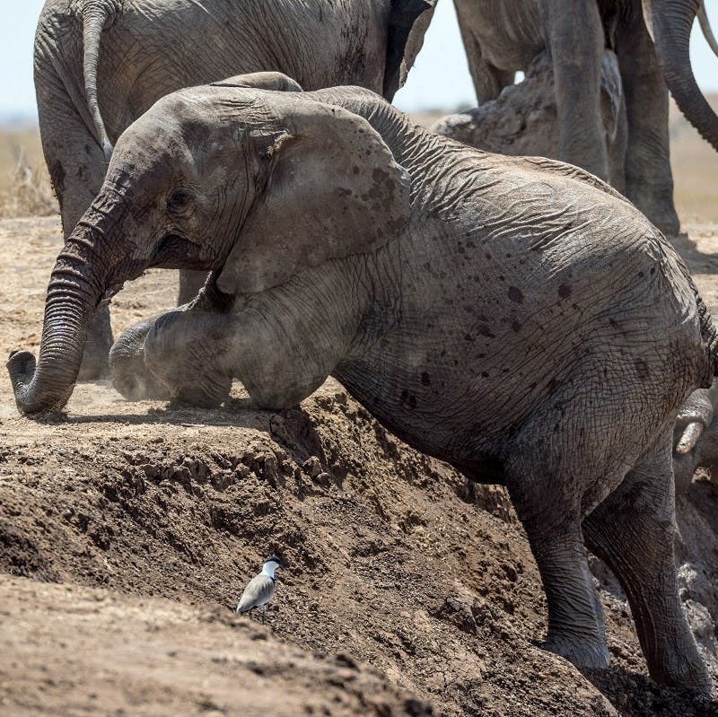 A young elephant climbs a small mount with its family in the background. Megafauna used to be part of European wildlife to many people's surprise.