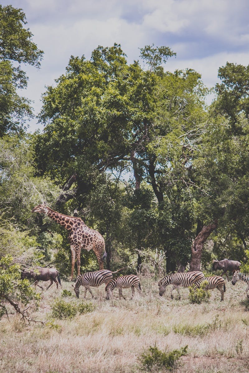 Giraffe and zebra grazing together in a forest clearing. A great example of biodiversity in play.