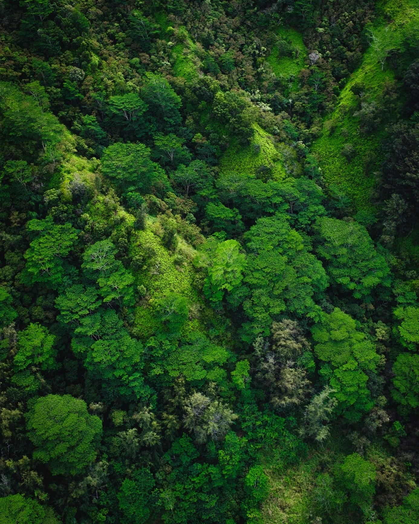 A dense native and healthy rainforest. Forests are a well-known carbon sink, vast rainforests such as the Amazon are even referred to as the “lungs of the earth”  forest