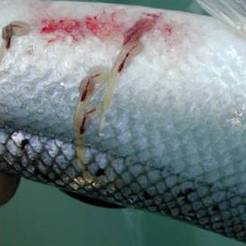 Sea lice on salmon.