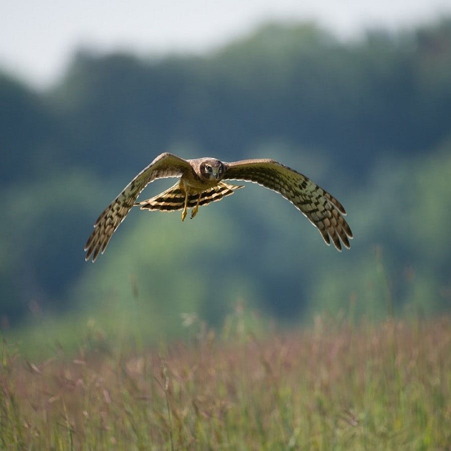 A hen harrier flying low over a field. The hen harrier is an integral part of wildlife in Ireland