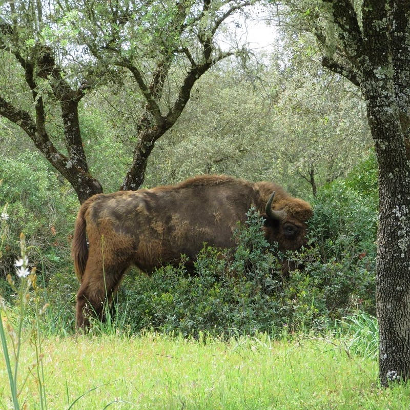 European bison browsing mastic.