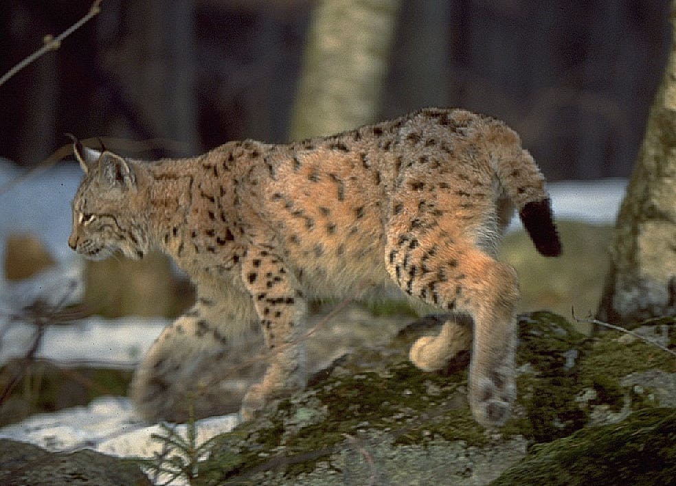 A lynx atop a rock in a forest in Romain's Southern Carpathian mountains