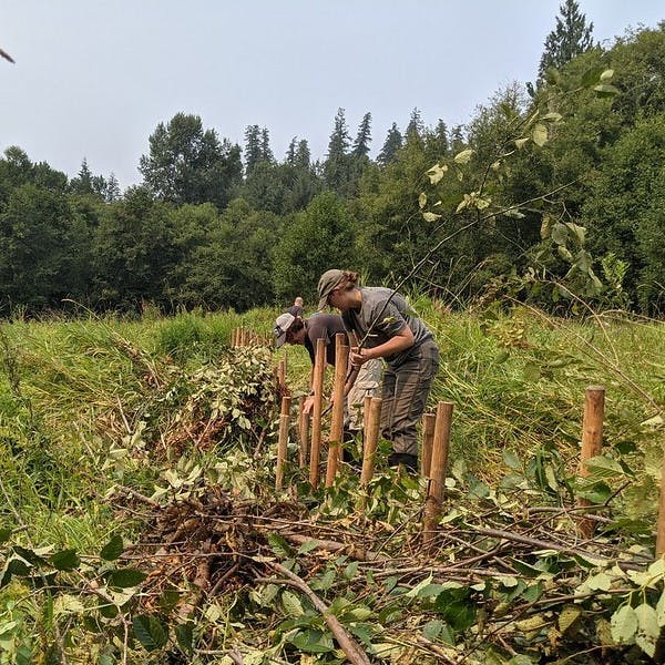 Beaver dam analogue being installed at Wood Creek in the Pacific Northwest of the US.