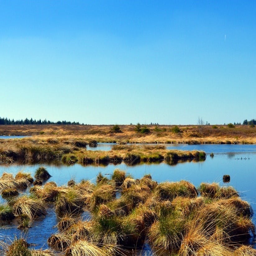 A large peatland area. High amounts of carbon are stored in the peat soil