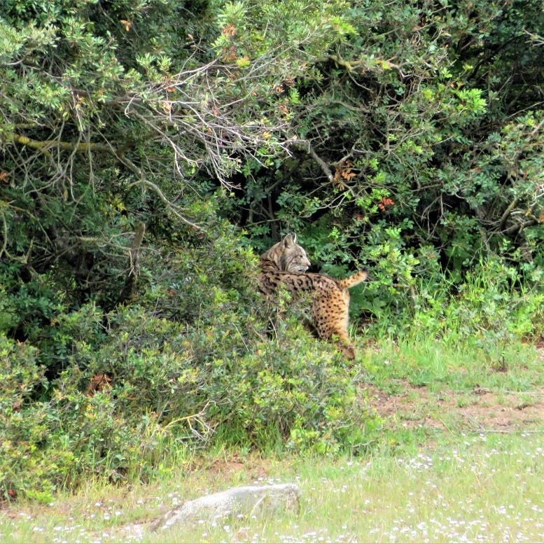 An Iberian lynx walking off to disappear into the dense shrubs.