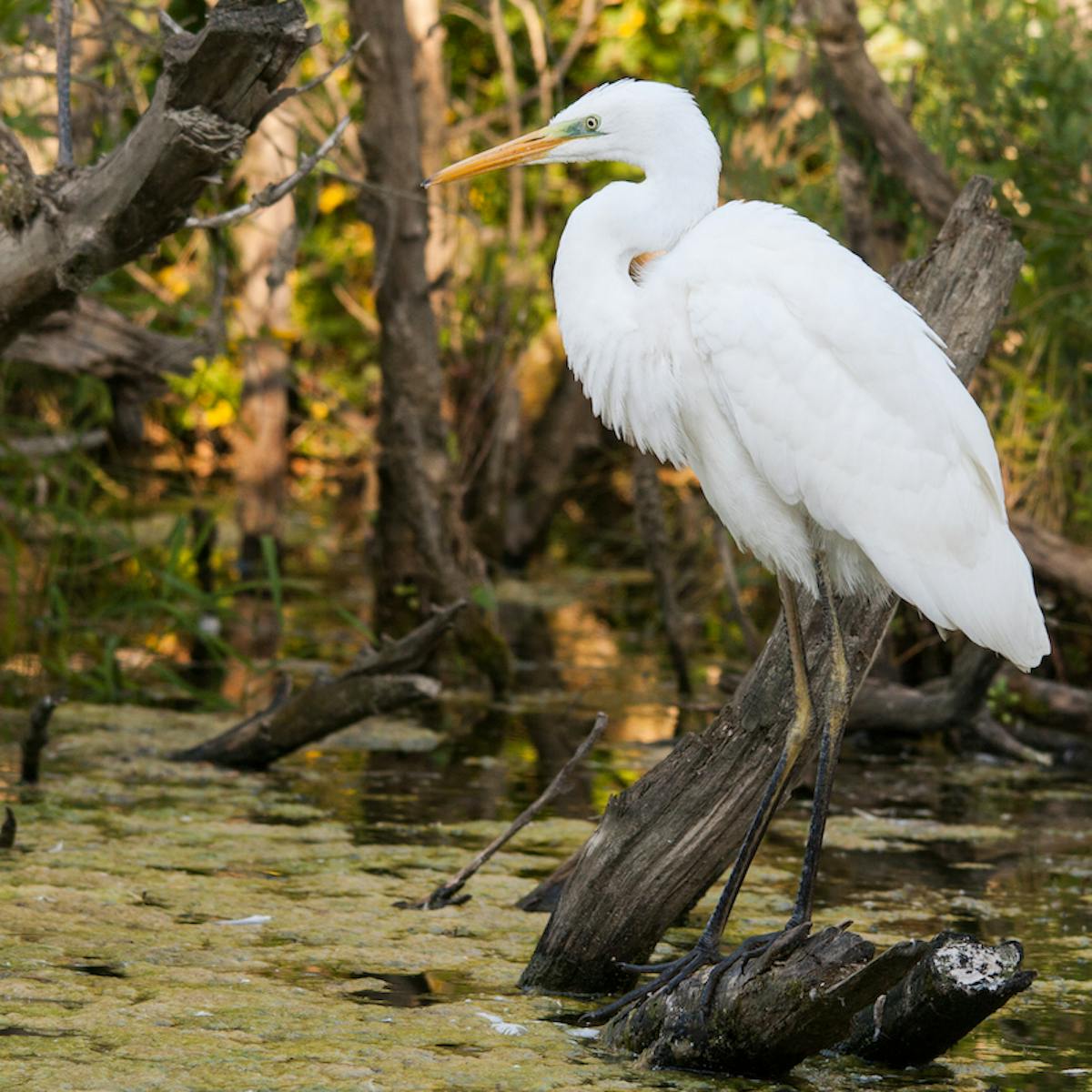 egret in a wetland