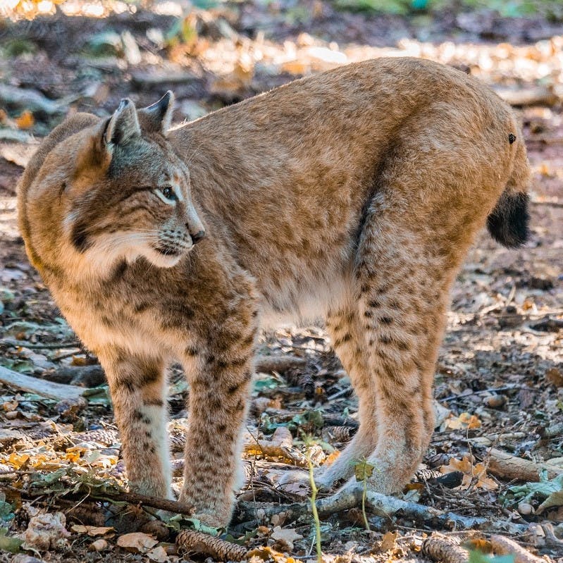 A lynx in a forest. There are a growing number of advocates for the return of the lynx to Scotland for the positive trophic cascade effects they can have on an ecosystem. 