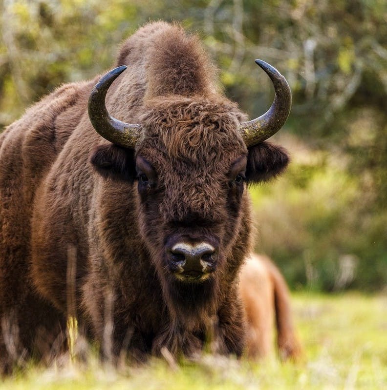 Monitoring Reintroduced European Bison in Spain