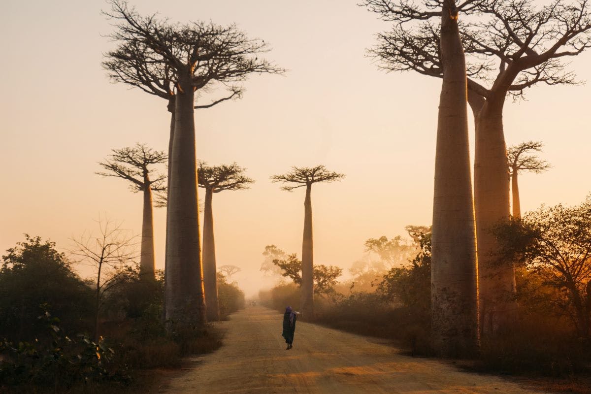 A person walks down a dusty avenue of Baobab trees on either side. Sadly this ancient species is under threat from climate change.