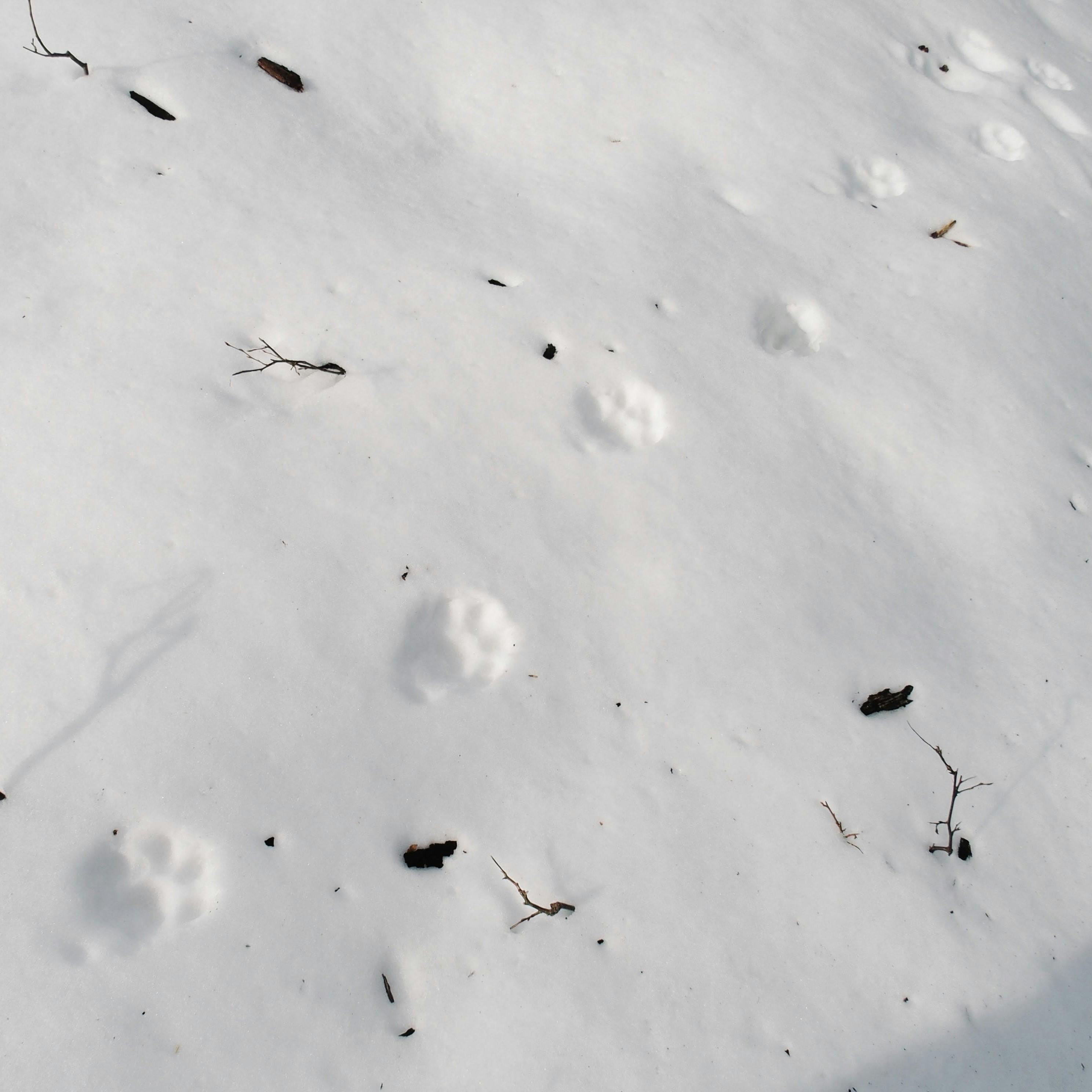 Eurasian lynx tracks clearly defined in the deep snow