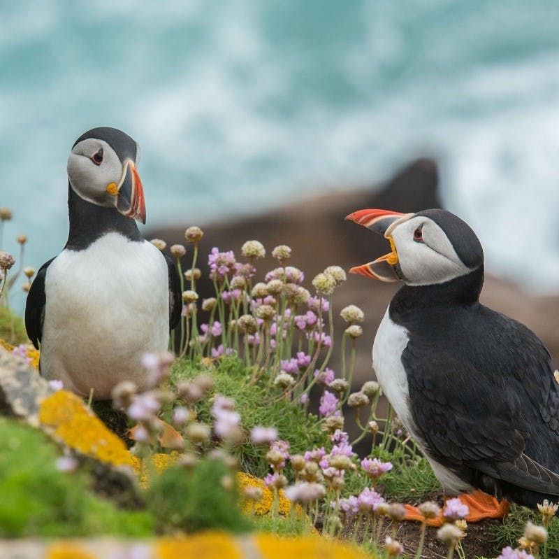 Puffins in Ireland