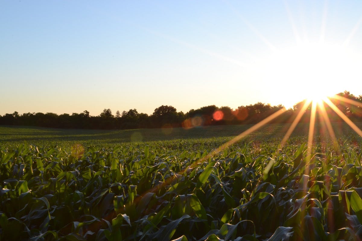 The sun sets over a cornfield. Such fields are veritable supermarkets where the wild boar can gorge