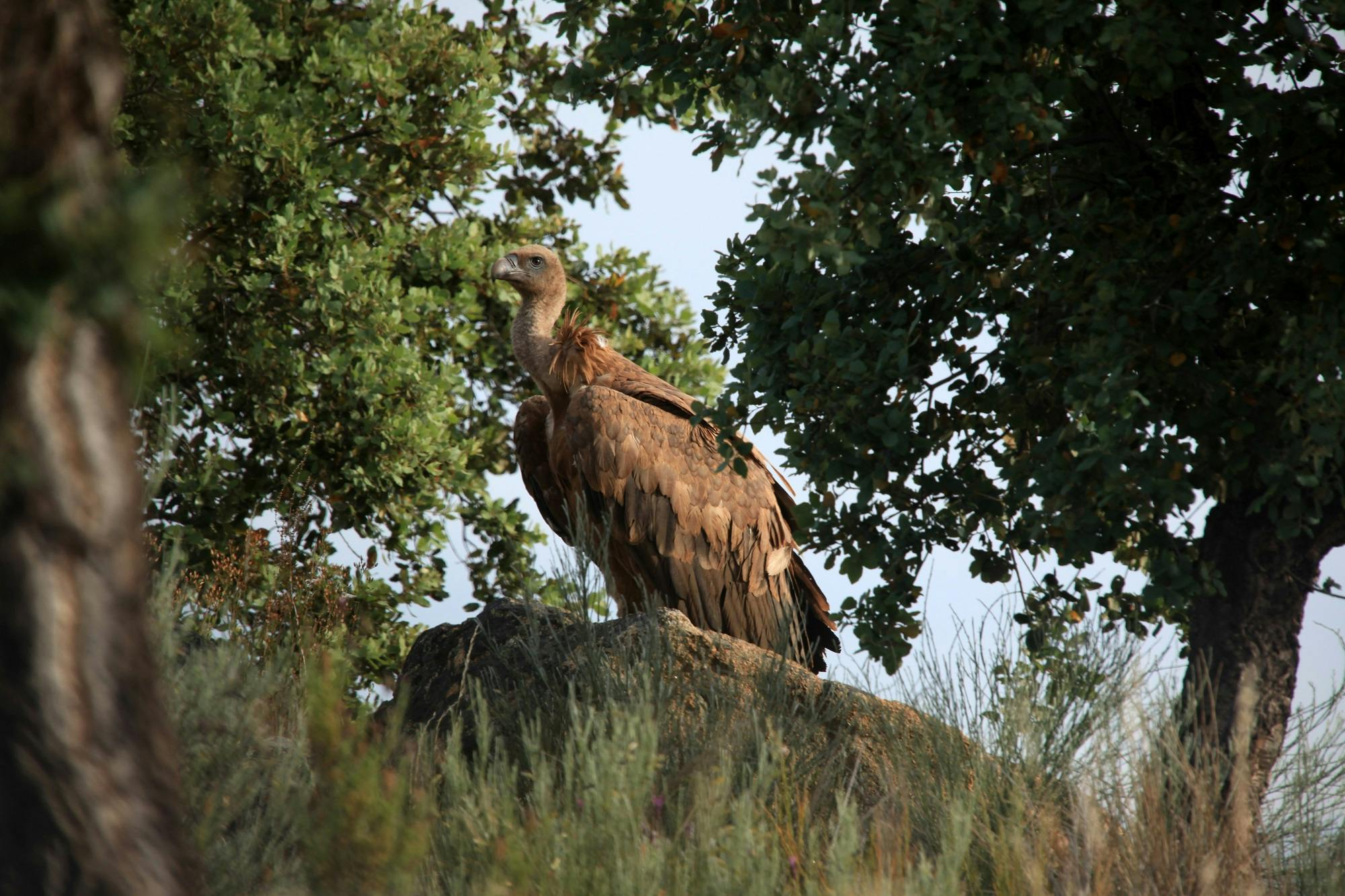 Griffon vulture among the vegetation at the project area in the Côa Valley