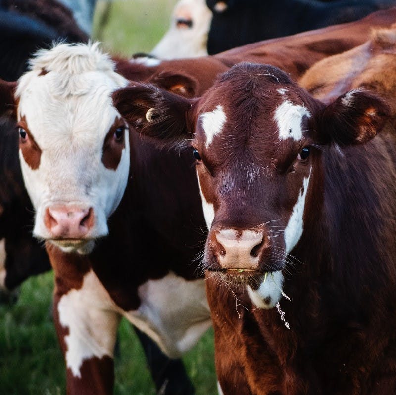 Two modern day cattle staring forward. All cattle are ancestors to aurochs.