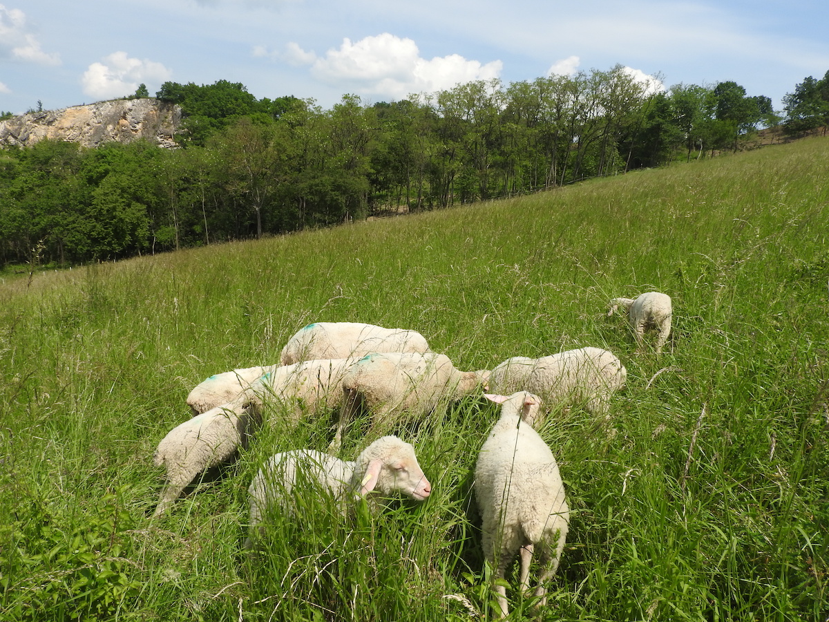grazing sheep at Beckovske Skalice