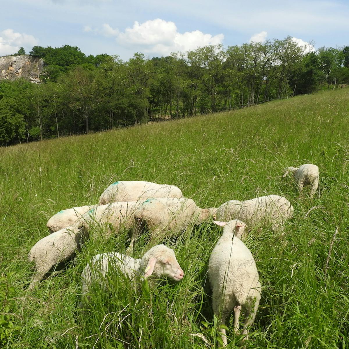 grazing sheep at Beckovske Skalice