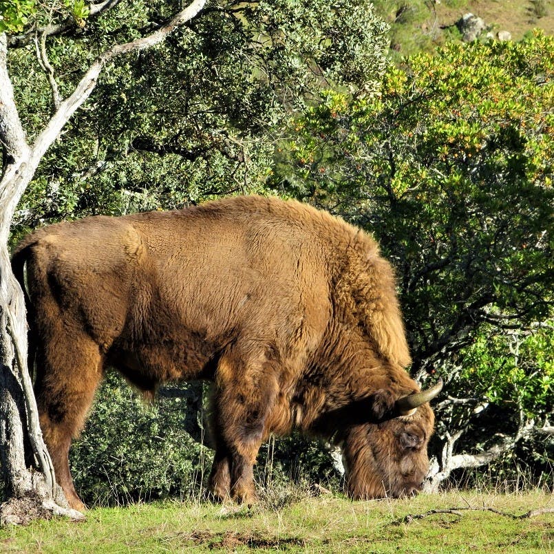 A reintroduced European bison grazes in a rewilding project site.