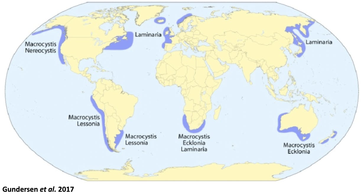 Kelp distribution on a map
