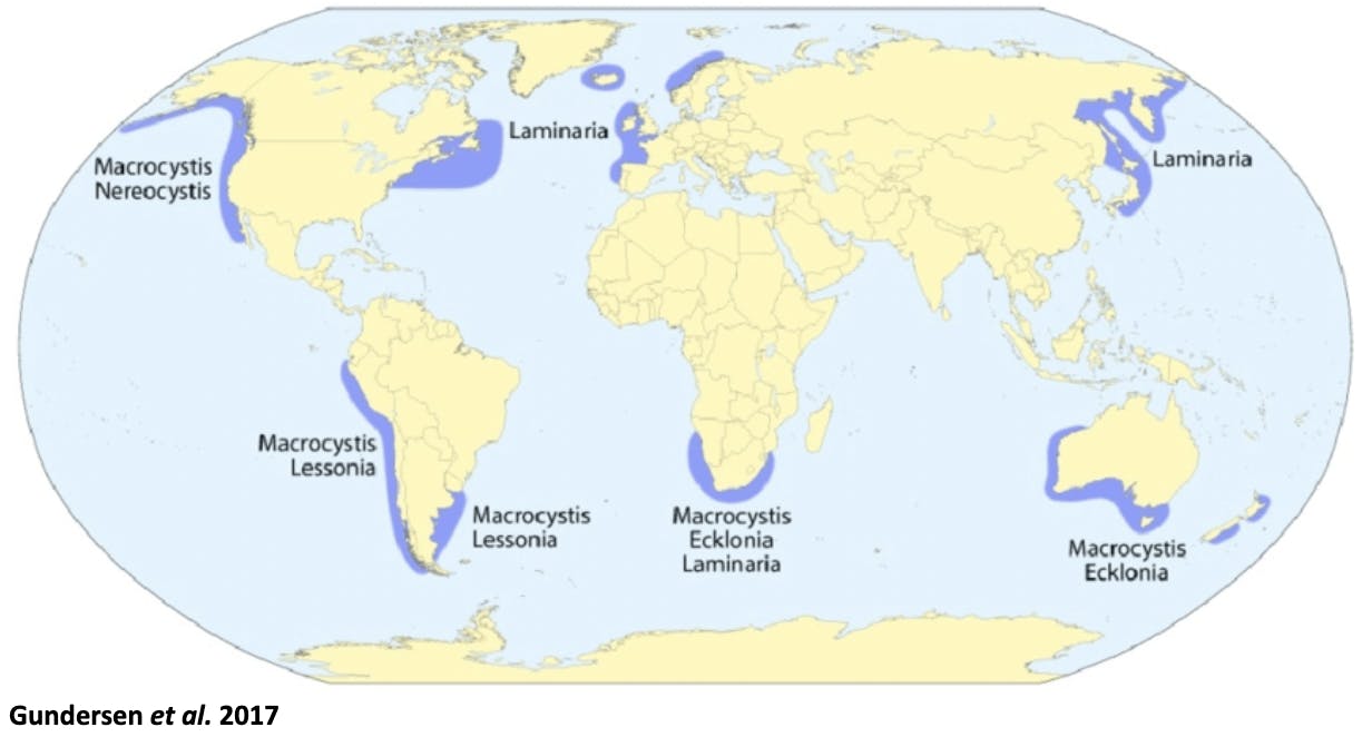 Kelp distribution on a map