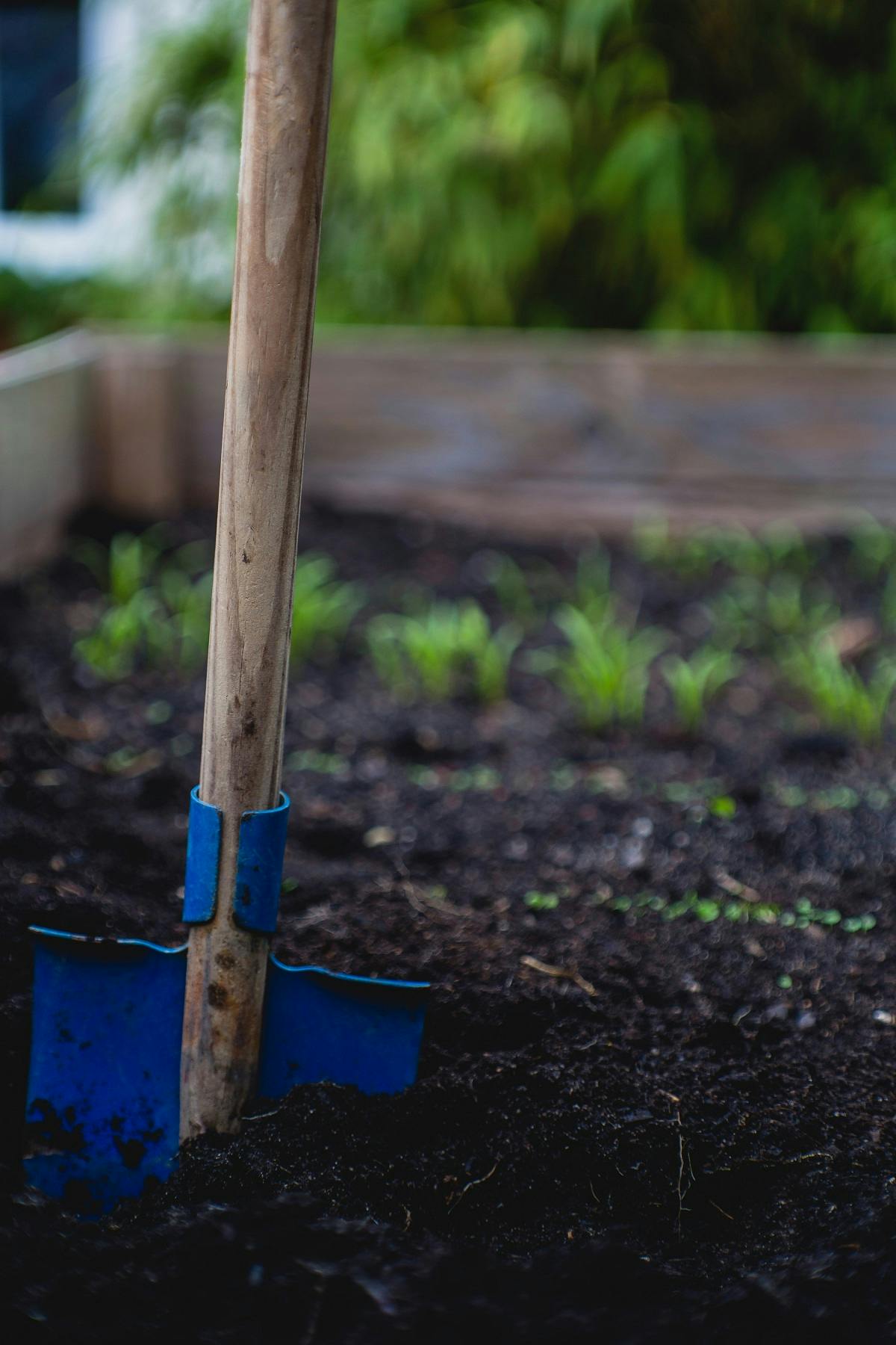A spade in the soil of a raised vegetable bed. A raised bed is an easy first step to growing your own vegetables