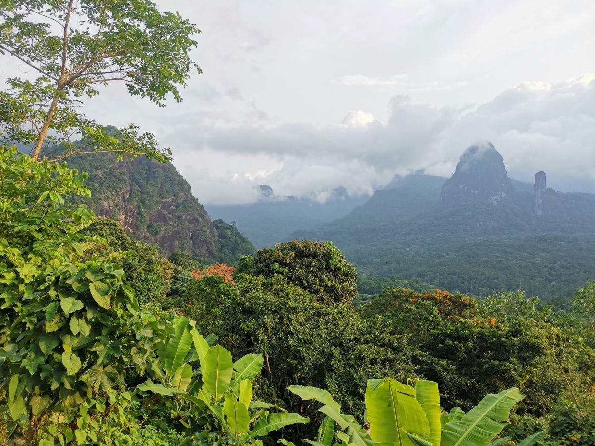 Lush rainforest of Príncipe island with Pico do Príncipe in the distance. João Alves © Fundação Príncipe