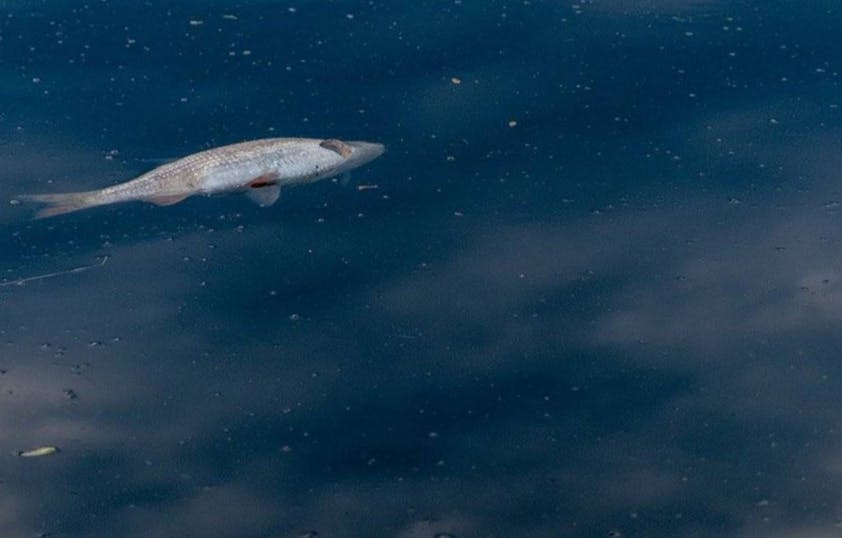 A dead fish floats on the surface of the water