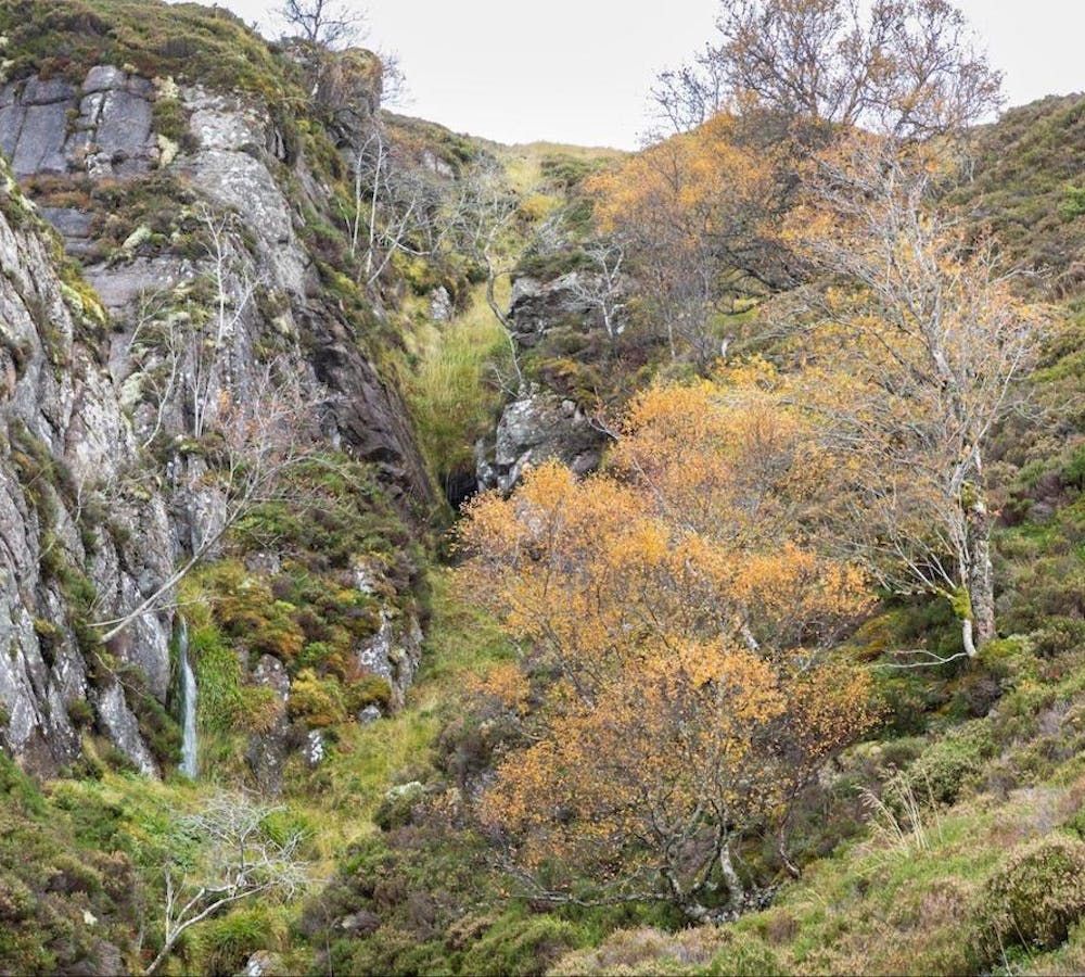 One of the relict mountain birch sites so far identified in Scotland, between 650-700m altitude in the Cairngorms