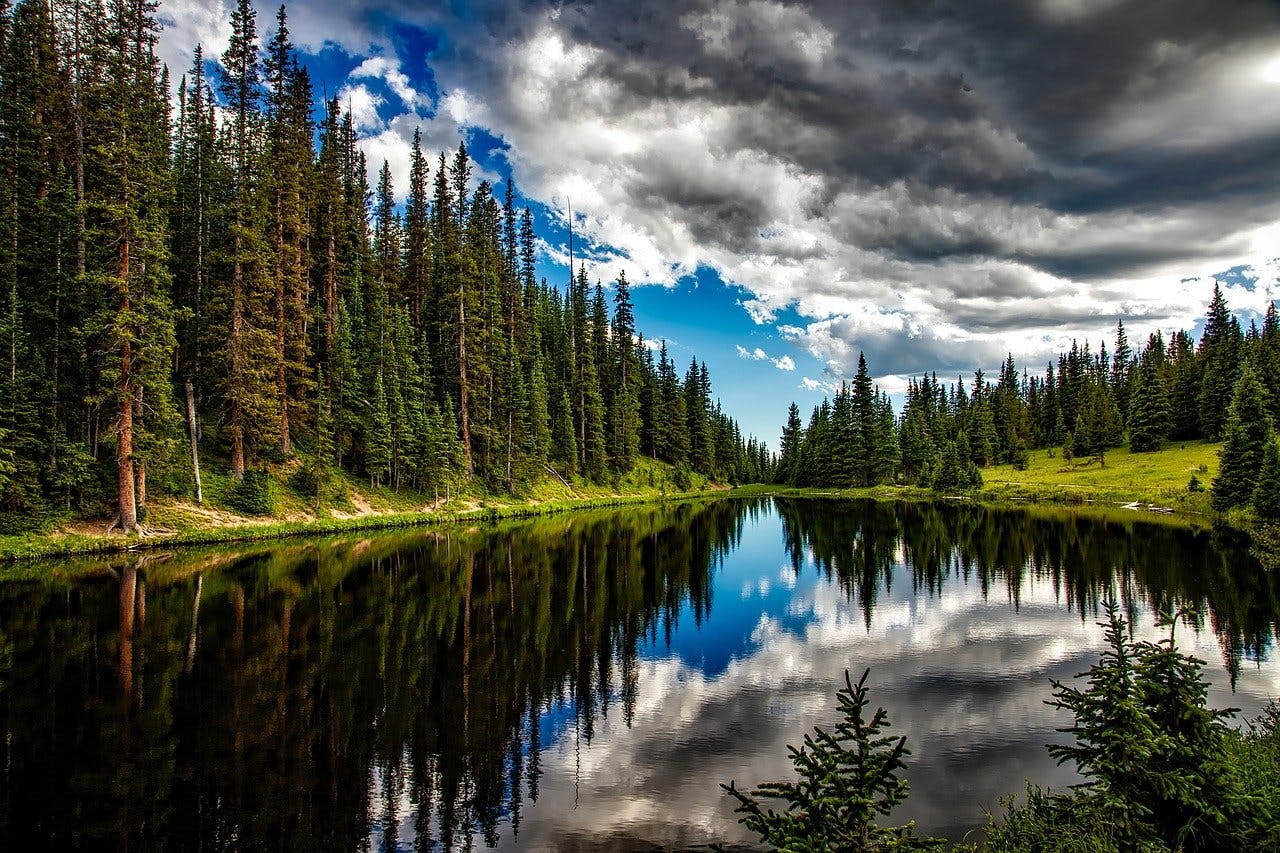 A glorious image of a river and trees in north America. Preserving such pristine ecosystems is at the heart of rewilding in North America.