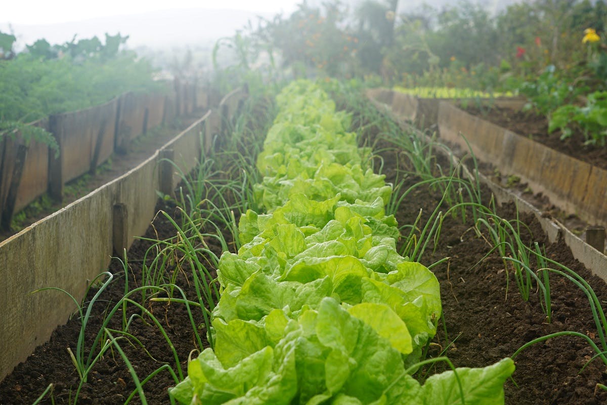 A row of lettuces and onions in an allotment. Growing your own is an easy way to ensure you are eating seasonally and local