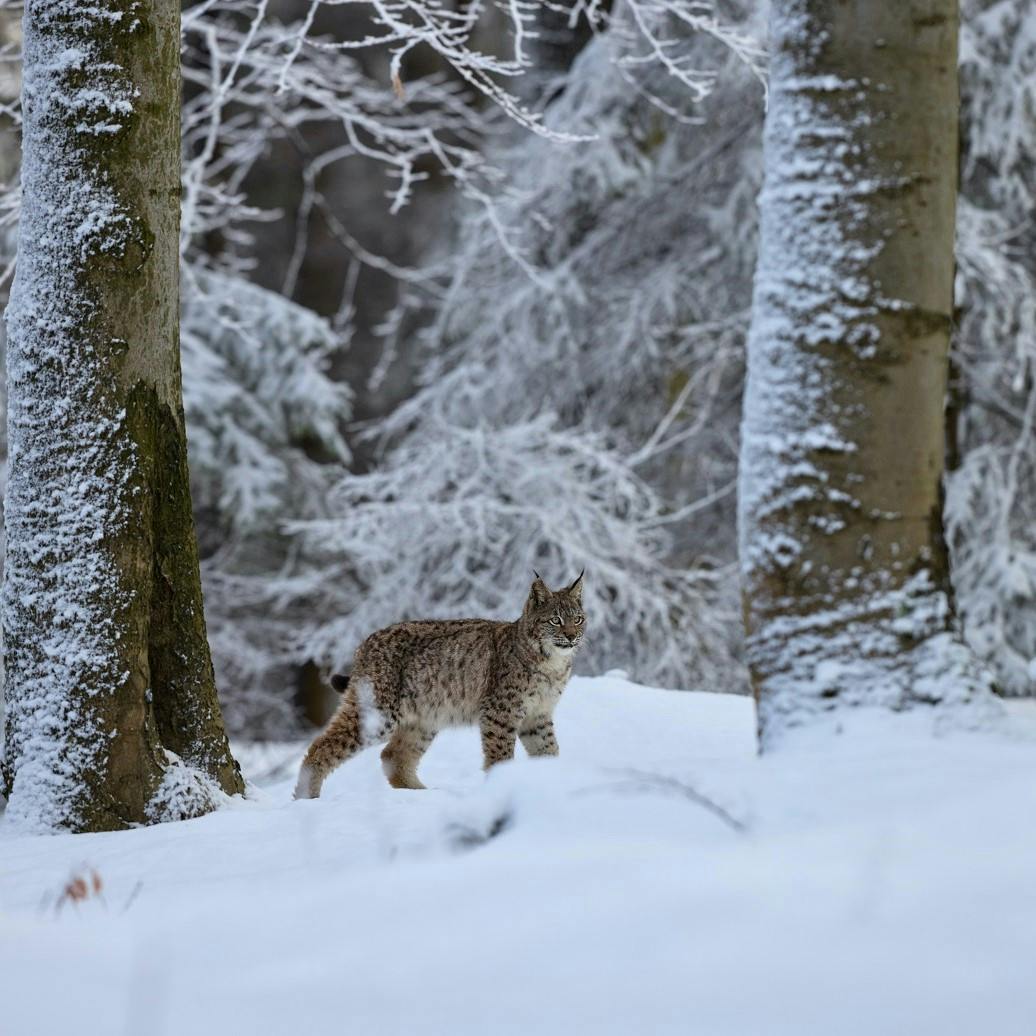 A Eurasian Lynx in a European Forest. What does the future hold for Lynx in Britain and Ireland? 