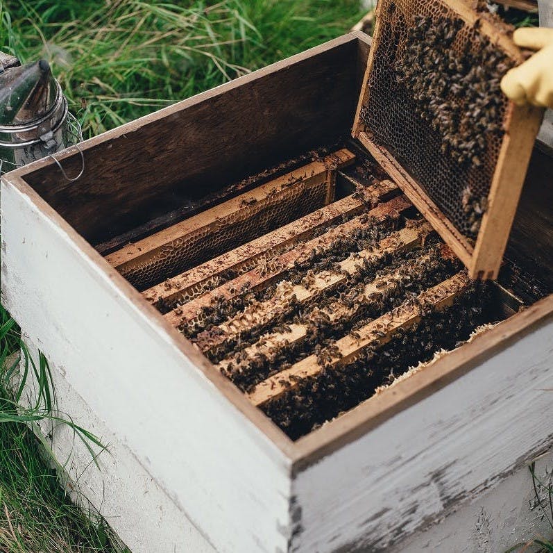 A beekeeper tending to their beehive. 