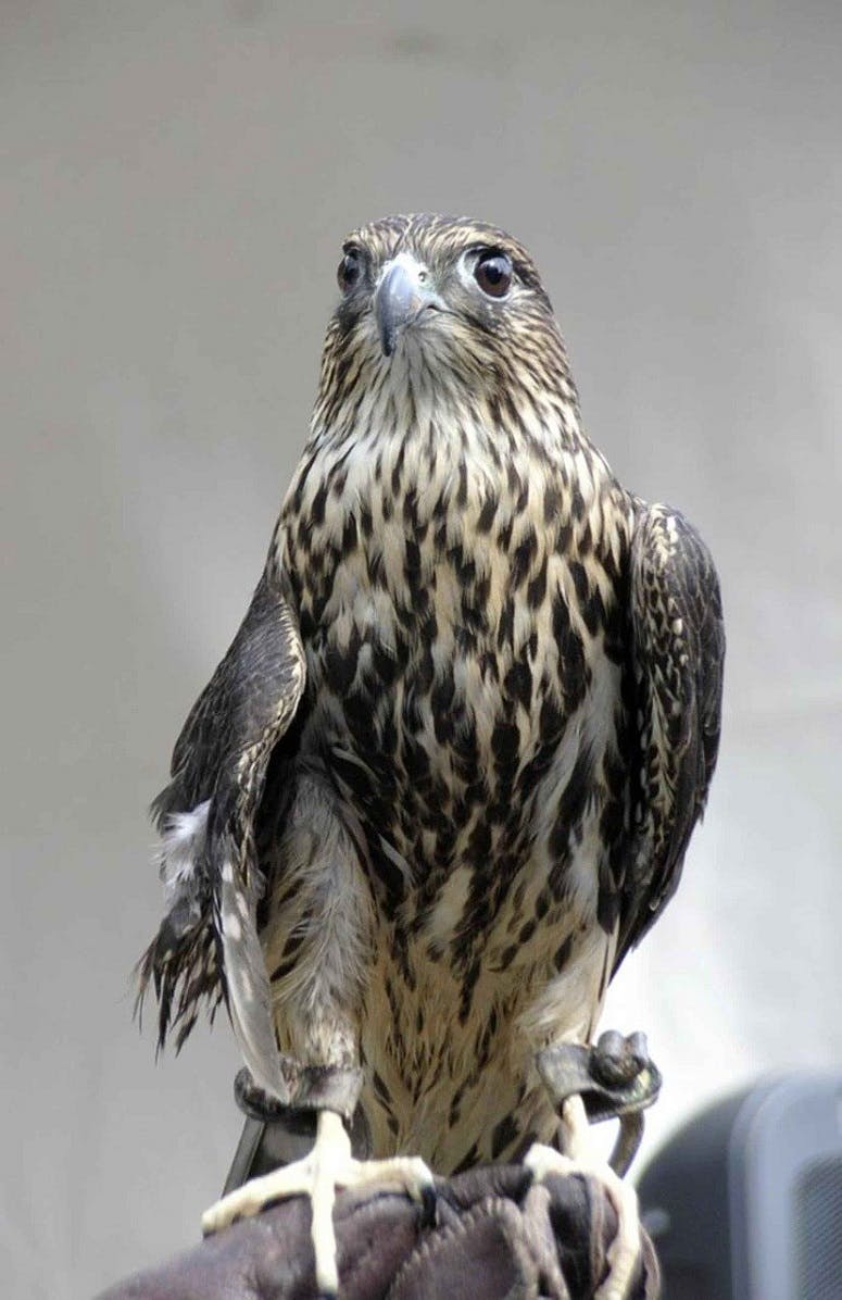 A merlin flies through the air. A bird of prey who creates overall ecosystem balance as an apex predator.