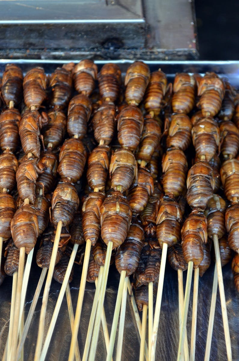 Edible insect kebabs
