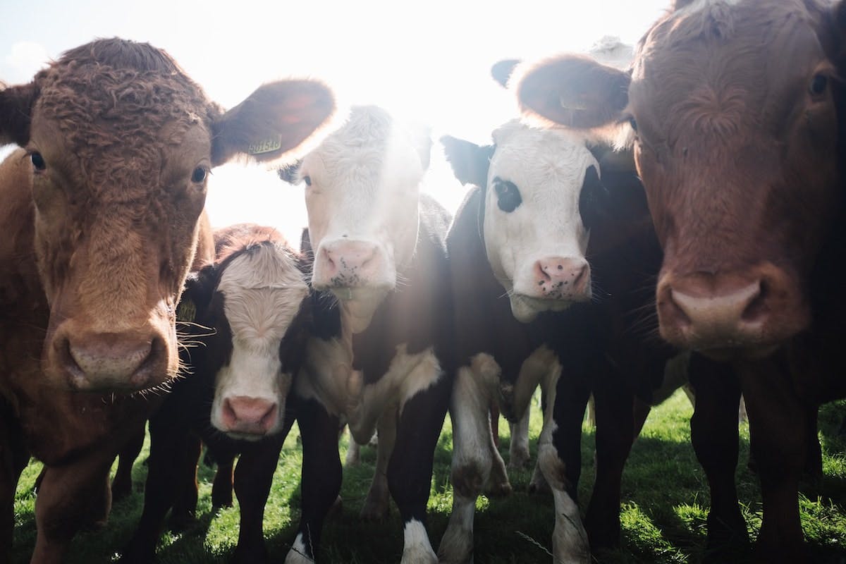 Five young cows huddle in close to look at the camera. Cattle emit 100 times more greenhouses gases compared to edible insects such as mealworms, crickets, and locusts.
