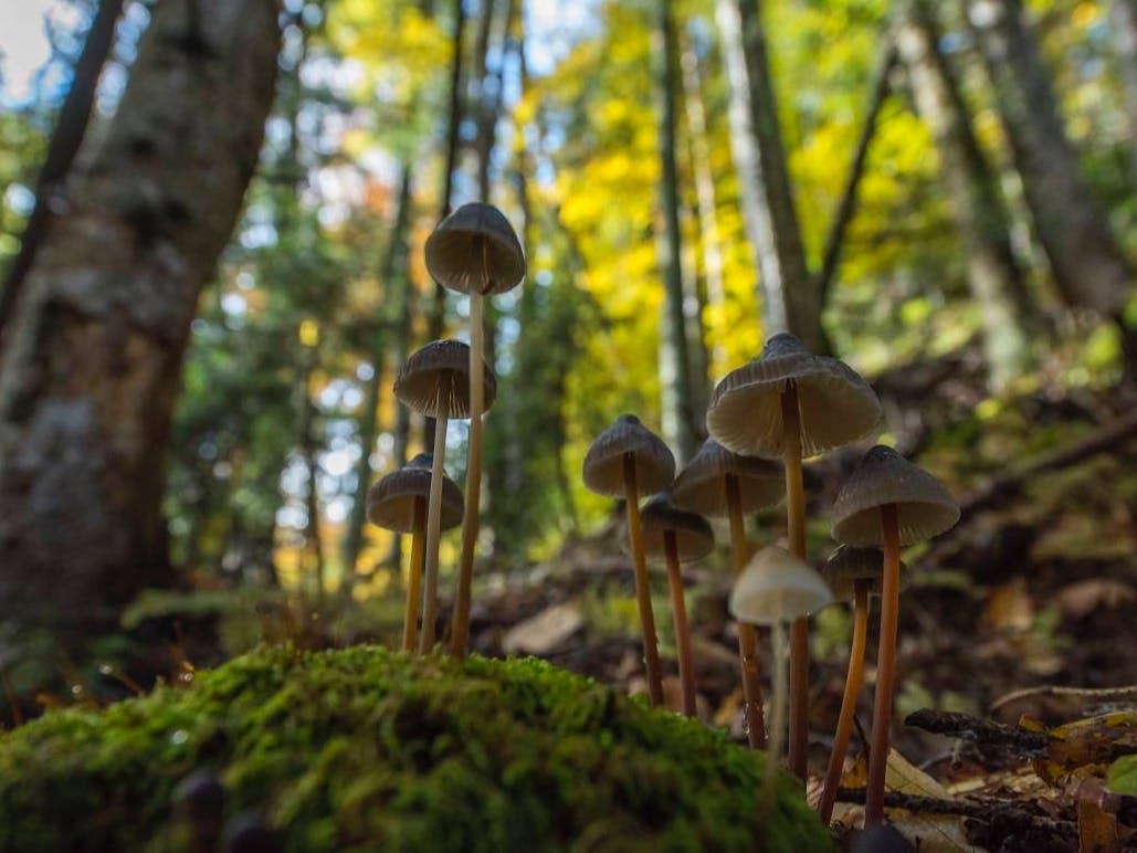 Fungus grows in the understory of an old-growth forest