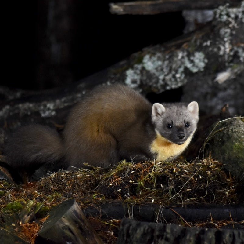 A pine marten sits on a fallen log in a forest. Pine martens have become the success story of rewilding in Britain.
