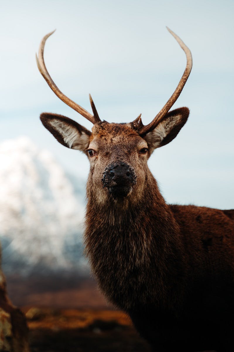 A stag stands against a backdrop of autumnal hills in the Scottish Highlands. 