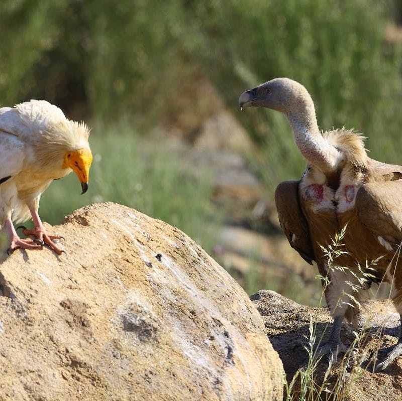 An Egyptian and Griffon vulture perched on rocks in the Côa Valley.