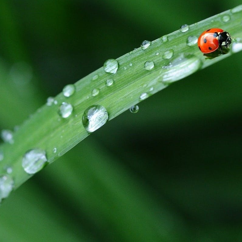 A ladybird crawling up a blade of grass with raindrops on.