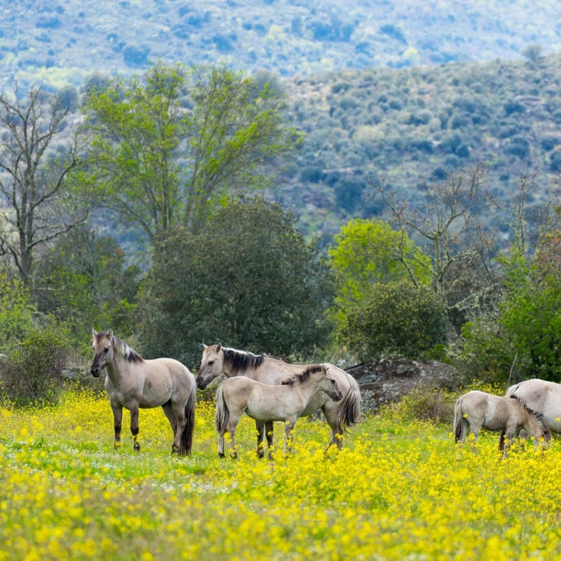 Wild horses grazing in a meadow