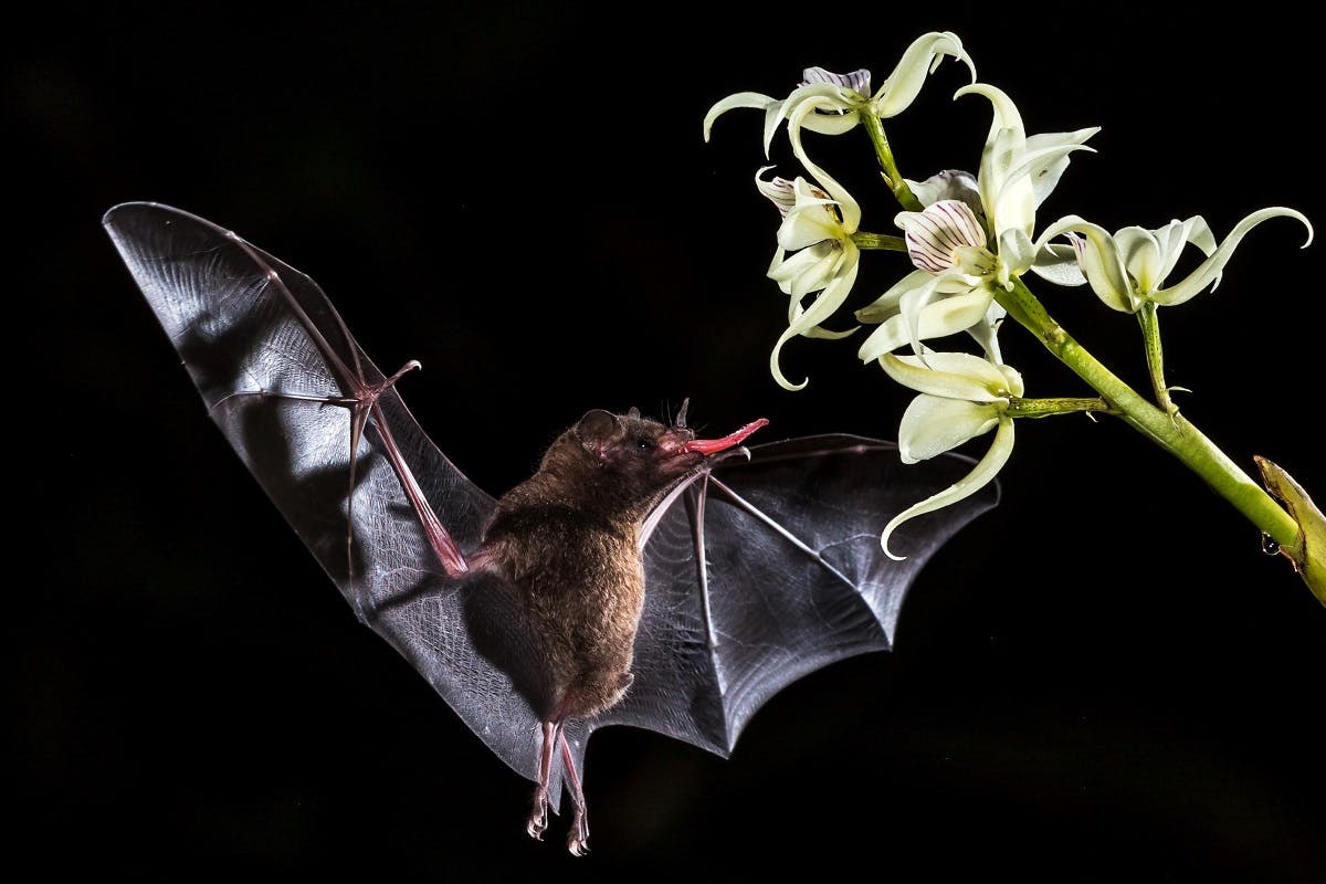 A bat stretches it's long tong to reach a flower mid air in order to feed on the plant's nectar.