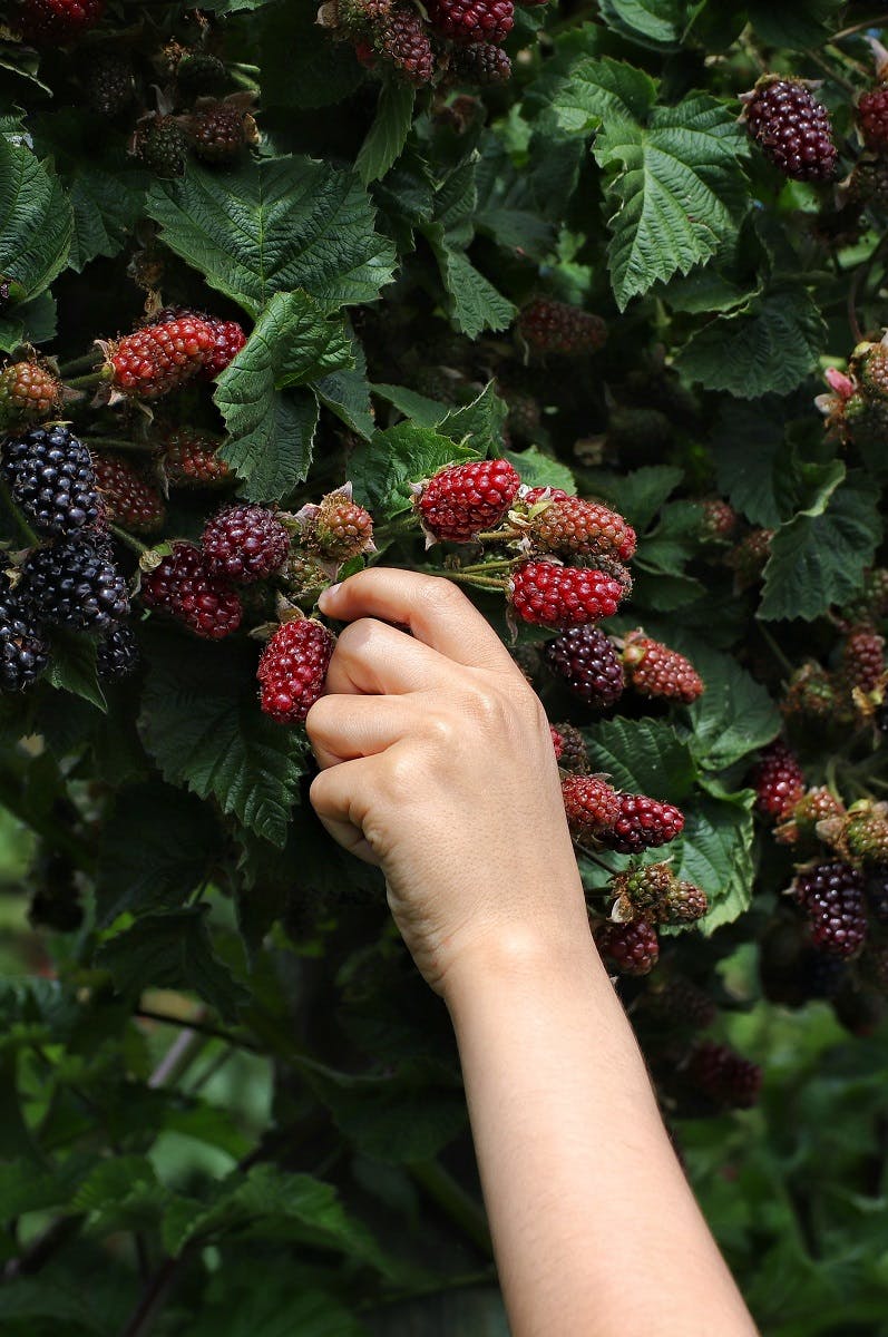 Wild blackberries a simple way to start wild food foraging.