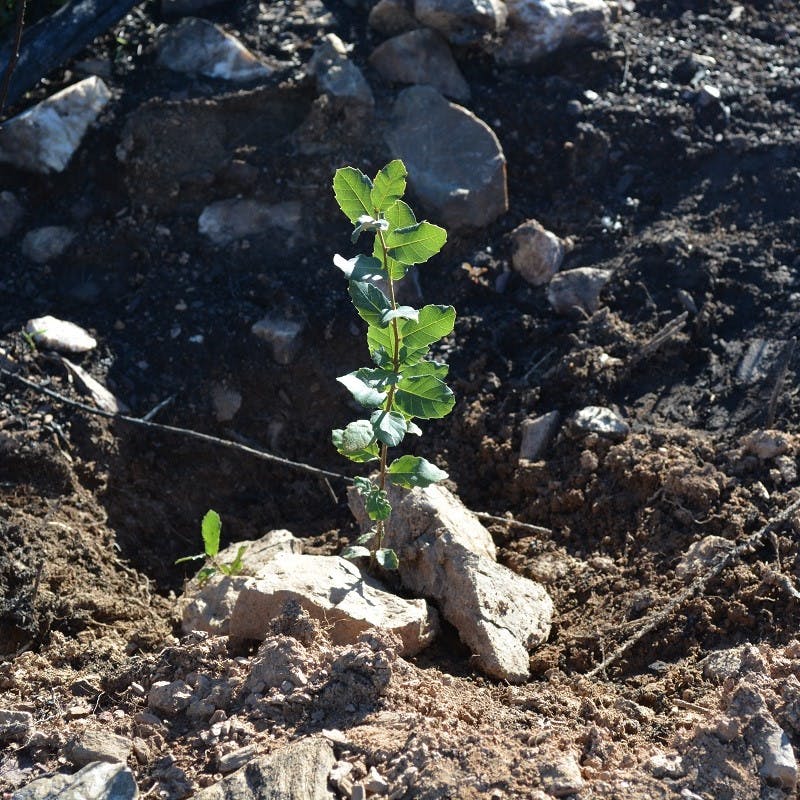 A oak sapling planted at Mossy Earth's Wildfire Restoration project in the north of Portugal.