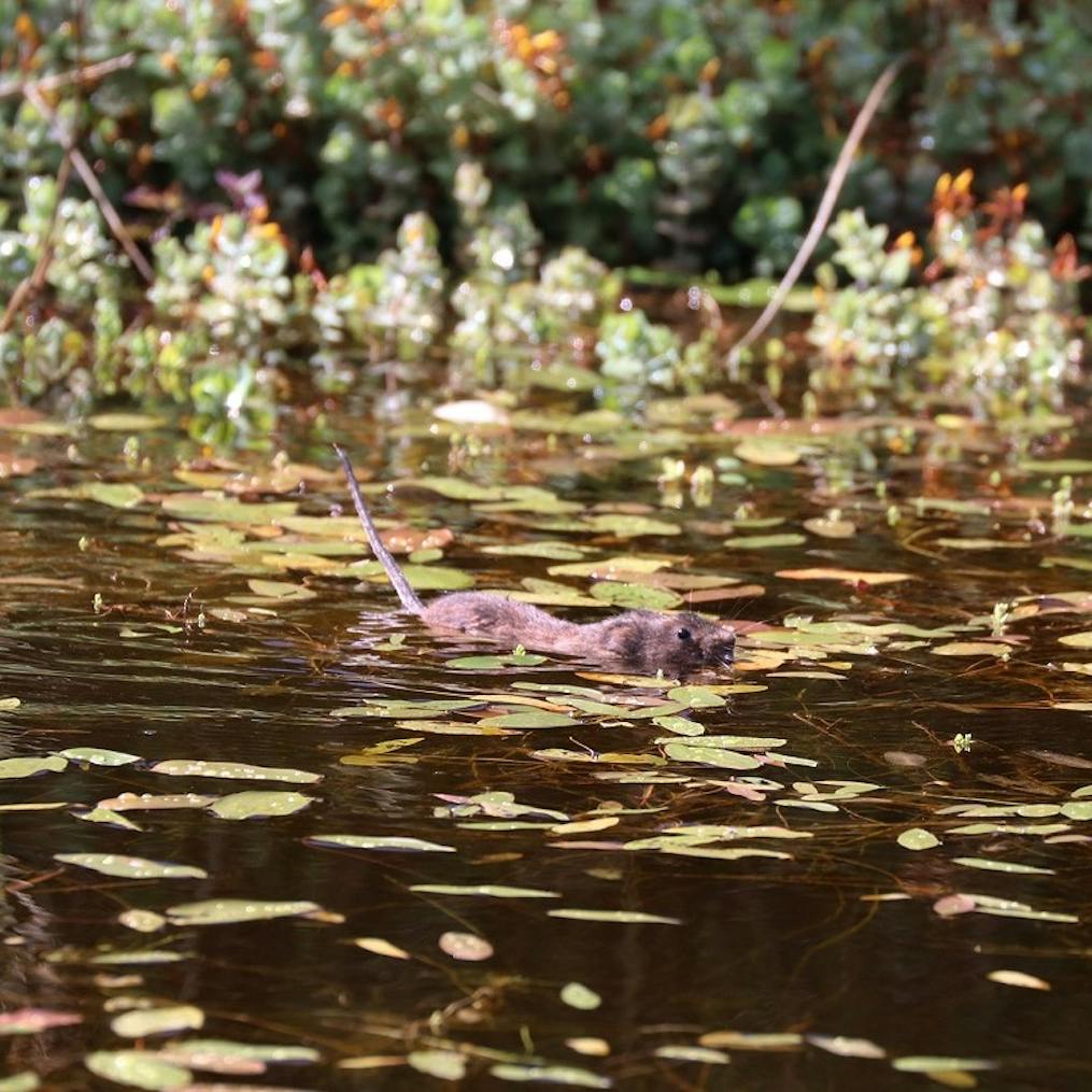 a water vole