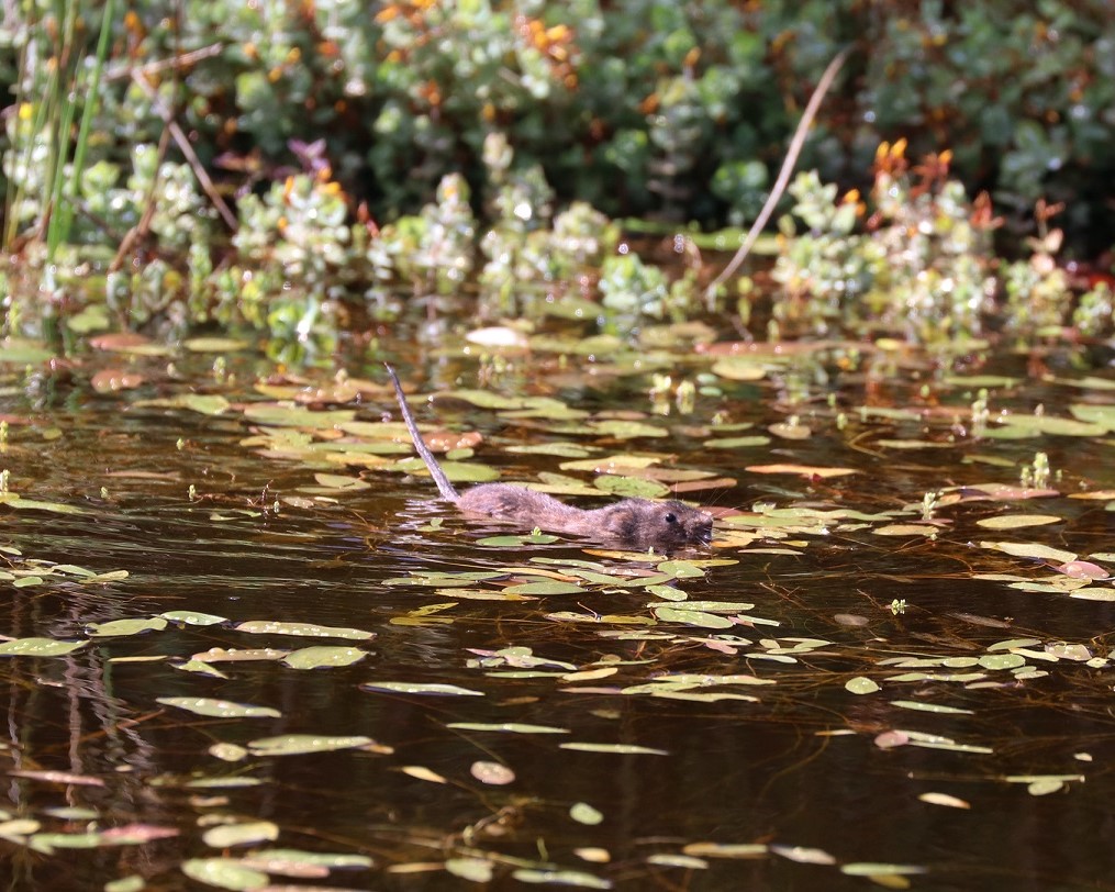 Water Vole Reintroductions