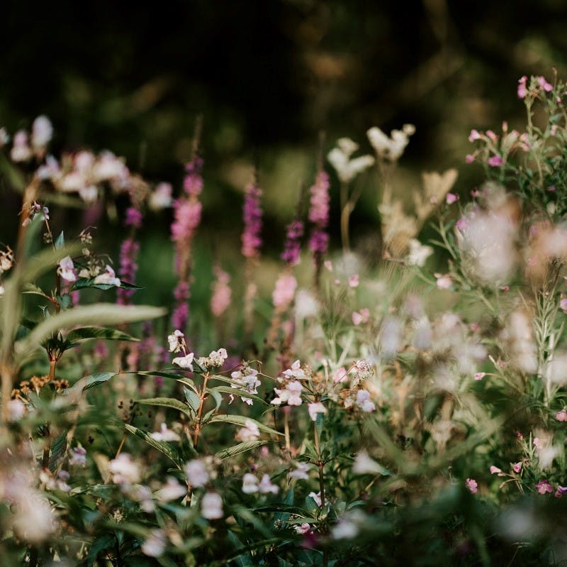 Wildflowers in a field.