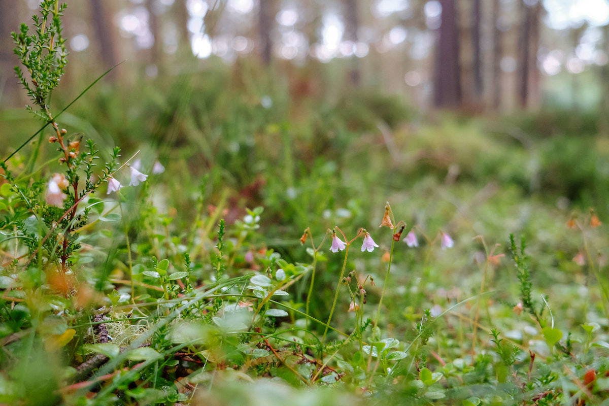 Twinflower in Scotland